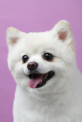 포토 JPG 스튜디오촬영 동물 한마리 반려견 실내 누끼 근접촬영 사람없음 앞모습 반려동물 귀여움 개 강아지 반려 폼피츠 국내포토 1 뷰포인트 컨셉 포유류 내부 파일형식