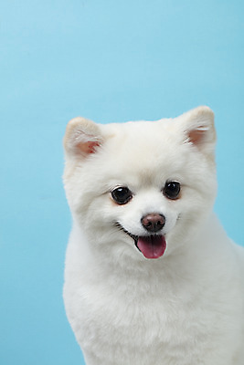 포토 JPG 스튜디오촬영 동물 한마리 반려견 실내 누끼 근접촬영 사람없음 앞모습 반려동물 귀여움 개 강아지 파란배경 반려 폼피츠 국내포토 1 뷰포인트 백그라운드 컨셉 포유류 내부 파란색 파일형식
