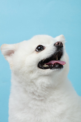 포토 JPG 스튜디오촬영 동물 한마리 반려견 실내 누끼 근접촬영 사람없음 앞모습 반려동물 귀여움 개 강아지 파란배경 반려 폼피츠 국내포토 1 뷰포인트 백그라운드 컨셉 포유류 내부 파란색 파일형식