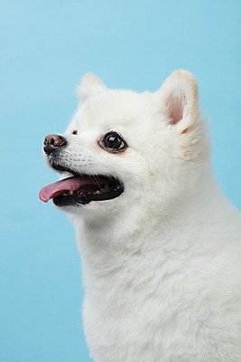 포토 JPG 스튜디오촬영 동물 한마리 반려견 실내 누끼 근접촬영 사람없음 옆모습 반려동물 귀여움 개 강아지 파란배경 반려 폼피츠 국내포토 1 뷰포인트 백그라운드 컨셉 포유류 내부 파란색 파일형식