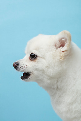 포토 JPG 스튜디오촬영 동물 한마리 반려견 실내 누끼 근접촬영 사람없음 옆모습 반려동물 귀여움 개 강아지 파란배경 반려 폼피츠 국내포토 1 뷰포인트 백그라운드 컨셉 포유류 내부 파란색 파일형식