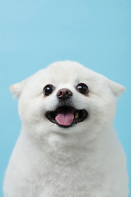 포토 JPG 스튜디오촬영 동물 한마리 반려견 실내 누끼 근접촬영 사람없음 앞모습 반려동물 귀여움 개 강아지 파란배경 반려 폼피츠 국내포토 1 뷰포인트 백그라운드 컨셉 포유류 내부 파란색 파일형식