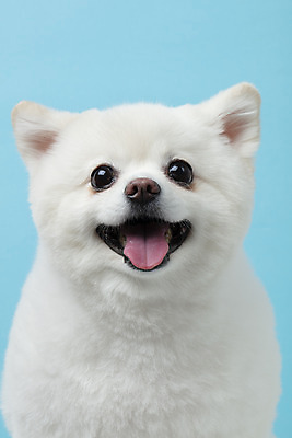 포토 JPG 스튜디오촬영 동물 한마리 반려견 실내 누끼 근접촬영 사람없음 앞모습 반려동물 귀여움 개 강아지 파란배경 반려 폼피츠 국내포토 1 뷰포인트 백그라운드 컨셉 포유류 내부 파란색 파일형식
