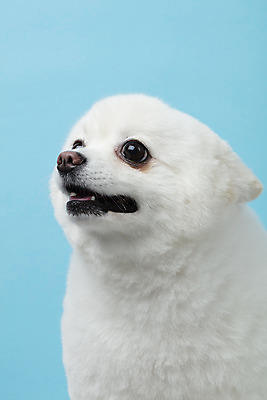 포토 JPG 스튜디오촬영 동물 한마리 반려견 실내 누끼 근접촬영 사람없음 앞모습 반려동물 귀여움 개 강아지 파란배경 반려 폼피츠 국내포토 1 뷰포인트 백그라운드 컨셉 포유류 내부 파란색 파일형식