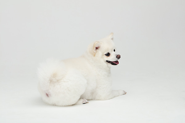 포토 JPG 스튜디오촬영 동물 한마리 반려견 실내 누끼 사람없음 뒷모습 반려동물 귀여움 개 강아지 흰배경 반려 폼피츠 국내포토 1 뷰포인트 백그라운드 컨셉 포유류 내부 흰색 파일형식