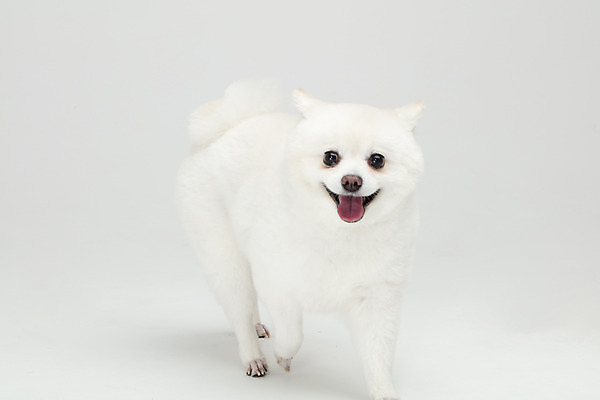 포토 JPG 스튜디오촬영 동물 한마리 반려견 실내 누끼 사람없음 앞모습 반려동물 귀여움 개 강아지 흰배경 반려 폼피츠 국내포토 1 뷰포인트 백그라운드 컨셉 포유류 내부 흰색 파일형식