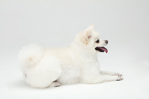 포토 JPG 스튜디오촬영 동물 한마리 반려견 실내 누끼 사람없음 옆모습 반려동물 귀여움 개 강아지 흰배경 반려 폼피츠 국내포토 1 뷰포인트 백그라운드 컨셉 포유류 내부 흰색 파일형식