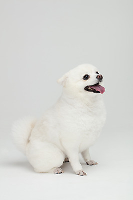 포토 JPG 스튜디오촬영 동물 한마리 반려견 실내 누끼 사람없음 옆모습 반려동물 귀여움 개 강아지 흰배경 반려 폼피츠 국내포토 1 뷰포인트 백그라운드 컨셉 포유류 내부 흰색 파일형식