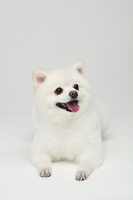포토 JPG 스튜디오촬영 동물 한마리 반려견 실내 누끼 사람없음 앞모습 반려동물 귀여움 개 강아지 흰배경 반려 폼피츠 국내포토 1 뷰포인트 백그라운드 컨셉 포유류 내부 흰색 파일형식