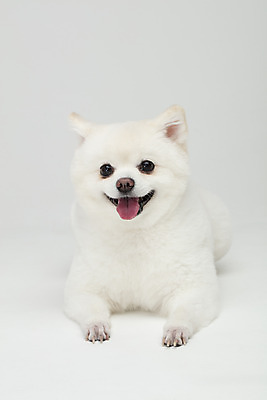포토 JPG 스튜디오촬영 동물 한마리 반려견 실내 누끼 사람없음 앞모습 반려동물 귀여움 개 강아지 흰배경 반려 폼피츠 국내포토 1 뷰포인트 백그라운드 컨셉 포유류 내부 흰색 파일형식
