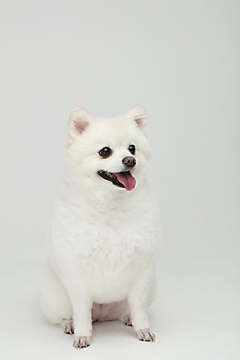 포토 JPG 스튜디오촬영 동물 한마리 반려견 실내 누끼 사람없음 앞모습 반려동물 귀여움 개 강아지 흰배경 반려 폼피츠 국내포토 1 뷰포인트 백그라운드 컨셉 포유류 내부 흰색 파일형식