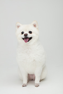 포토 JPG 스튜디오촬영 동물 한마리 반려견 실내 누끼 사람없음 앞모습 반려동물 귀여움 개 강아지 흰배경 반려 폼피츠 국내포토 1 뷰포인트 백그라운드 컨셉 포유류 내부 흰색 파일형식