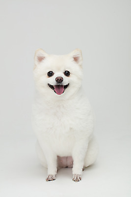 포토 JPG 스튜디오촬영 동물 한마리 반려견 실내 누끼 사람없음 앞모습 반려동물 귀여움 개 강아지 흰배경 반려 폼피츠 국내포토 1 뷰포인트 백그라운드 컨셉 포유류 내부 흰색 파일형식