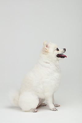 포토 JPG 스튜디오촬영 동물 한마리 반려견 실내 누끼 사람없음 옆모습 반려동물 귀여움 개 강아지 흰배경 반려 폼피츠 국내포토 1 뷰포인트 백그라운드 컨셉 포유류 내부 흰색 파일형식