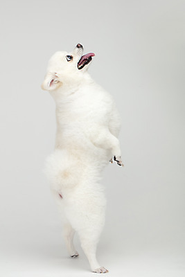 포토 JPG 스튜디오촬영 동물 한마리 반려견 실내 누끼 사람없음 옆모습 반려동물 귀여움 개 강아지 흰배경 반려 폼피츠 국내포토 1 뷰포인트 백그라운드 컨셉 포유류 내부 흰색 파일형식