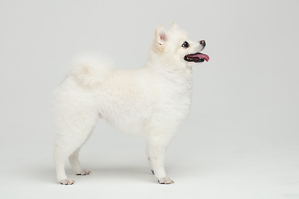 포토 JPG 스튜디오촬영 동물 한마리 반려견 실내 누끼 사람없음 옆모습 반려동물 귀여움 개 강아지 흰배경 반려 폼피츠 국내포토 1 뷰포인트 백그라운드 컨셉 포유류 내부 흰색 파일형식