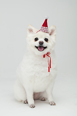 포토 JPG 스튜디오촬영 동물 모자 한마리 반려견 실내 누끼 사람없음 앞모습 반려동물 장난감 귀여움 개 강아지 흰배경 반려 폼피츠 국내포토 1 잡화 뷰포인트 백그라운드 컨셉 포유류 내부 흰색 파일형식