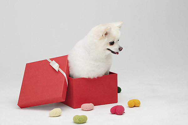 포토 JPG 스튜디오촬영 동물 한마리 반려견 실내 누끼 사람없음 옆모습 선물상자 반려동물 상자 귀여움 하트 개 강아지 흰배경 반려 폼피츠 국내포토 모양 1 뷰포인트 백그라운드 컨셉 포유류 선물 내부 흰색 파일형식