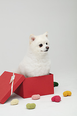 포토 JPG 스튜디오촬영 동물 한마리 반려견 실내 누끼 사람없음 옆모습 선물상자 반려동물 상자 귀여움 하트 개 강아지 흰배경 반려 폼피츠 국내포토 모양 1 뷰포인트 백그라운드 컨셉 포유류 선물 내부 흰색 파일형식