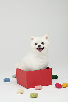 포토 JPG 스튜디오촬영 동물 한마리 반려견 실내 누끼 사람없음 옆모습 선물상자 반려동물 상자 귀여움 하트 개 강아지 흰배경 반려 폼피츠 국내포토 모양 1 뷰포인트 백그라운드 컨셉 포유류 선물 내부 흰색 파일형식