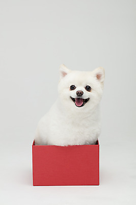 포토 JPG 스튜디오촬영 동물 한마리 반려견 실내 누끼 사람없음 앞모습 선물상자 반려동물 상자 귀여움 개 강아지 흰배경 반려 폼피츠 국내포토 1 뷰포인트 백그라운드 컨셉 포유류 선물 내부 흰색 파일형식
