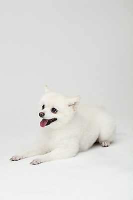 포토 JPG 스튜디오촬영 동물 한마리 반려견 실내 누끼 사람없음 옆모습 반려동물 귀여움 개 강아지 흰배경 반려 폼피츠 국내포토 1 뷰포인트 백그라운드 컨셉 포유류 내부 흰색 파일형식