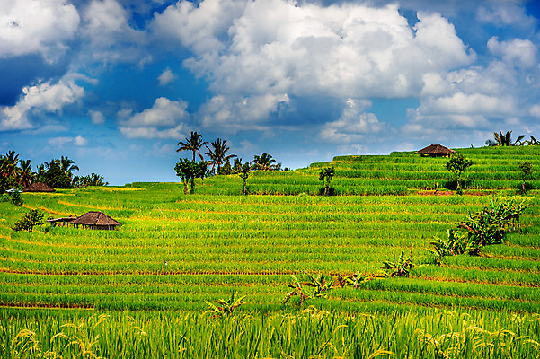 포토 JPG 해외이미지 식물 아시아 문화 선 음식 여행 패턴 농업 자연 밥 산 동양인 풍경 사람없음 야외 초록색 물 농작물 농장 평화 계곡 수확 성장 시골 농부 낟알 땅 언덕 유기농 베트남 발리 인도네시아 계단식 동쪽 논밭 밭일 해외202004 해외포토 자연요소 직업 웰빙 나라 산업 컬러 섬 컨셉 무늬 밭 논 인종 동남아시아 방향 생태계 파일형식