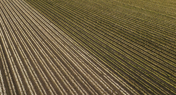 포토 JPG 해외이미지 식물 꽃 산업 줄기 밭 농업 공 자연 씨앗 사람없음 농작물 농장 환경 수확 성장 흰색 나뭇가지 직물 면 호주 매끈함 천 순수 유기농 질감 날것 부드러움 섬유 솜털 알레르기 밭일 숙성 세련 해외202004 해외포토 나무 웰빙 컬러 컨셉 감각 오세아니아 질병 생태계 파일형식