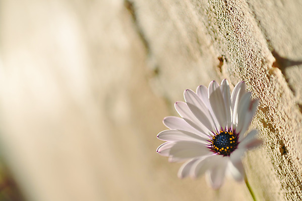 포토 JPG 해외이미지 식물 디자인 계절 꽃잎 꽃 벽 분홍색 꽃다발 백그라운드 잎 꽃무늬 패턴 자연 벽지 탁자 추상 주택 선물 미술 사람없음 내부 목재 장식 빨간색 초록색 여름 파란색 컬러풀 노란색 정원 꽃병 보라색 봄 수확 벚꽃 흰색 신선 개화 질감 내추럴 해외202004 해외포토 나무 컬러 가구 무늬 농업 재료 문화예술 건물 생태계 파일형식