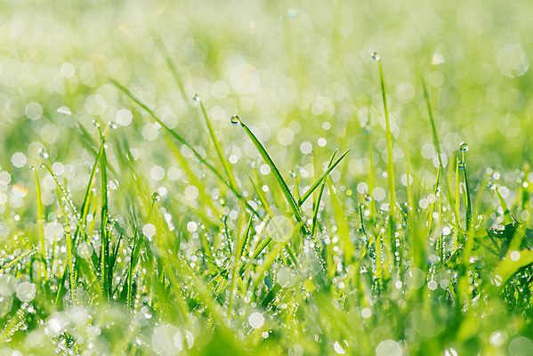 포토 JPG 해외이미지 식물 계절 줄기 백그라운드 잎 밭 자연 아침 날씨 건강 잔디 초원 사람없음 야외 초록색 물 여름 햇빛 반사 환경 정원 봄 활발 거품 젖음 촉촉함 성장 물방울 신선 칼날 떨어짐 이슬 빗방울 허브 순수 에코 보케 마법 내추럴 생태학 해외202004 해외포토 주간 자연요소 교육 컬러 컨셉 농업 태양 비_날씨 생태계 파일형식