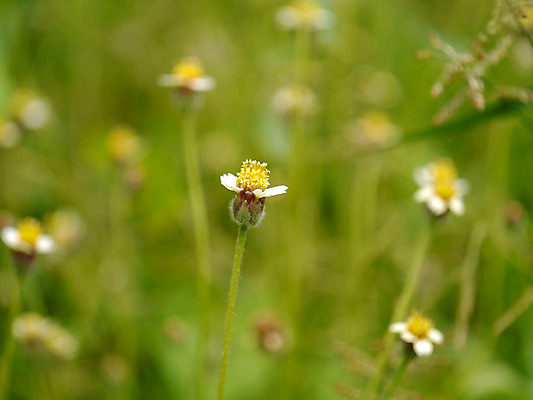 포토 JPG 해외이미지 식물 디자인 계절 공원 꽃 백그라운드 컨셉 잎 꽃무늬 패턴 밭 자연 하늘 아침 추상 부활절 풍경 잔디 초원 사람없음 아웃포커스 초록색 여름 빛 컬러풀 환경 정원 봄 새벽 안개 신선 닫기 데이지 보케 내추럴 블러 효과 해외202004 해외포토 주간 자연요소 공공시설 기념일 컬러 무늬 농업 모션 날씨 촬영기법 생태계 파일형식