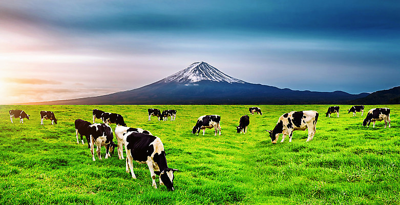 포토 JPG 해외이미지 동물 공원 여행 백그라운드 밭 농업 포유류 자연 하늘 산 풍경 초원 사람없음 야외 초록색 여름 파란색 농장 농경지 마을 일본 검은색 가축 봄 소고기 우유 흰색 시골 소 방목 땅 먹기 후지산 밭일 해외202004 해외포토 계절 공공시설 산업 아시아 컬러 모션 유제품 육류 세계문화유산 축산업 생태계 파일형식