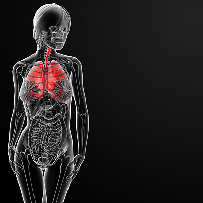 포토 JPG 해외이미지 모델 여자 교육 신체 해부 근육 엑스레이 건강 사람 사람없음 약 머리 오르간 호흡기관 그림 간 궤 돌봄 해외202004 해외포토 의학 모션 신체부위 장기_의학 건반악기 파일형식