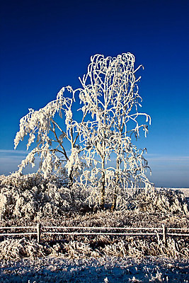 포토 JPG 해외이미지 나무 계절 캐나다 겨울 풍경 사람없음 야외 냉동 얼음 추위 흰색 물방울 서리 결정체 북쪽 해외202004 해외포토 자연요소 식물 컬러 북아메리카 방향 파일형식