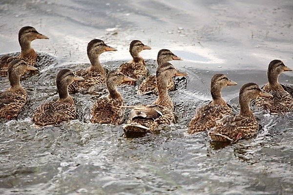 포토 JPG 해외이미지 동물 야생동물 캐나다 자연 오리 종류 사람없음 가로 디지털 연못 행운 보호 생태계 장면 물새 서식지 철새 내추럴 동물상 암탉 해외202004 해외포토 컨셉 북아메리카 조류 조형물 닭 암컷 파일형식
