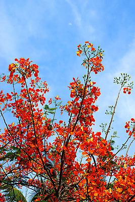 포토 JPG 해외이미지 나무 식물 꽃 백그라운드 낙엽 잎 자연 사람없음 빨간색 세로 초록색 여름 우주 봄 벚꽃 신선 개화 선택 숲 집중 해외202004 해외포토 계절 컬러 컨셉 생태계 파일형식