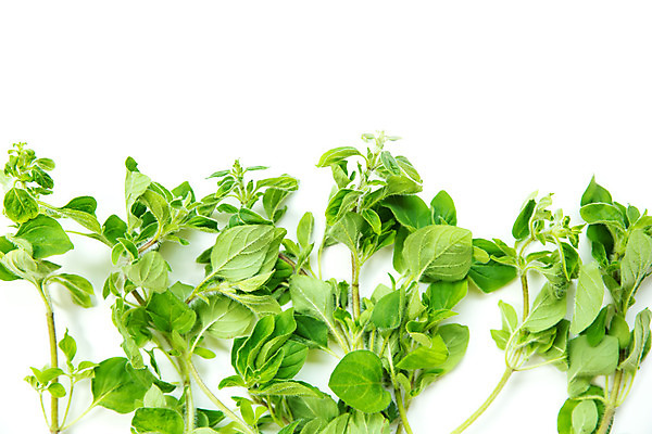 포토 JPG 해외이미지 식물 전통 음식 백그라운드 잎 채소 재료 자연 건강 요리 사람없음 초록색 정원 흰색 나뭇가지 신선 양념 조미료 맛 다발 허브 향신료 싱글 유기농 날것 향기 아로마 향료 향 아로마테라피 내추럴 고립 바이오 오레가노 채식주의자 비건 해외202004 해외포토 나무 웰빙 컬러 컨셉 생태계 채식 냄새 테라피 향미료 파일형식