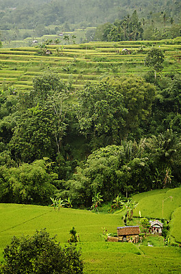 포토 JPG 해외이미지 전통 아시아 밭 자연 동양인 풍경 사람없음 마을 시골 발리 인도네시아 계단식 해외202004 해외포토 나라 섬 농업 인종 생태계 파일형식