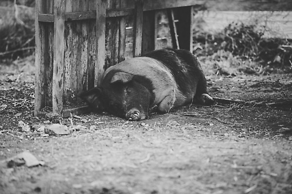포토 JPG 해외이미지 동물 사람없음 야외 농장 맑음 돼지 귀 주둥이 해외202004 해외포토 농업 포유류 날씨 신체부위 파일형식