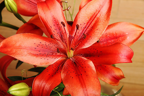 포토 JPG 해외이미지 식물 꽃잎 꽃 줄기 꽃다발 잎 꽃무늬 자연 선물 사람없음 장식 정원 봄 활발 낭만 들꽃 벚꽃 개화 백합 원예 꽃가루 내추럴 꽃수술 해외202004 해외포토 계절 컨셉 무늬 취미 가루 생태계 파일형식