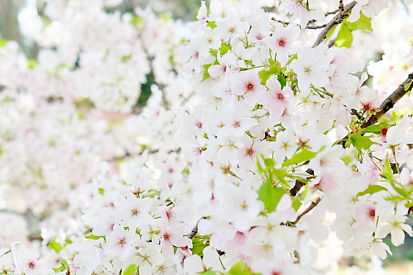 포토 JPG 해외이미지 주간 사람없음 야외 봄 벚꽃 해외202004 해외포토 자연요소 계절 꽃 파일형식