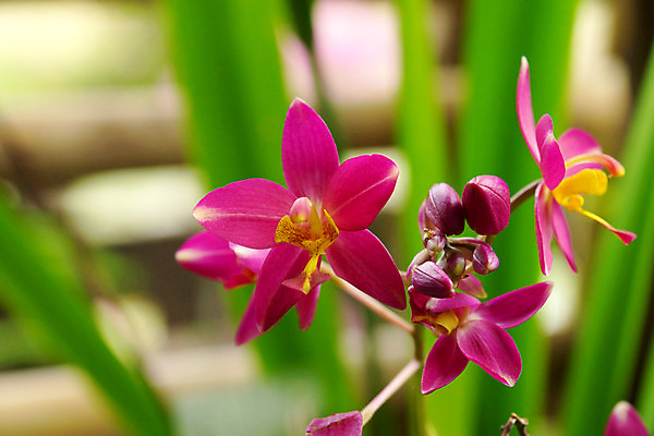 포토 JPG 해외이미지 기념일 꽃 유럽 백그라운드 사람없음 장식 컬러풀 머리 벚꽃 나뭇가지 신선 난초 우아함 해외202004 해외포토 나무 식물 나라 컬러 컨셉 이벤트 신체부위 파일형식
