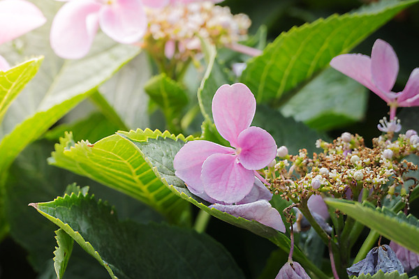 포토 JPG 해외이미지 식물 디자인 계절 꽃잎 꽃 분홍색 꽃다발 백그라운드 꽃무늬 패턴 자연 사람없음 초록색 여름 컬러풀 보라색 봄 성장 벚꽃 신선 질감 만들기 내추럴 해외202004 해외포토 컬러 무늬 모션 생태계 파일형식