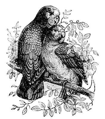 EPS 해외이미지 동물 척추동물 야생동물 날개 일러스트 조류 미술 반려동물 계란 검은색 수확 골동품 흰색 둥지 깃털 그림 앵무새 판화 동물상 옛날 잉꼬 해외일러스트 컬러 농업 문화예술 조형물 알 파일형식 벡터 이미지허브