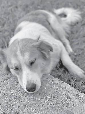 EPS 해외이미지 동물 1 응시 공원 행복 얼굴 백그라운드 일러스트 포유류 자연 놀이 털 실내 야외 초록색 여름 반려동물 갈색 머리 귀여움 우정 기쁨 흰색 황금 개 강아지 작음 모피 송곳니 고립 기르기 유래 해외일러스트 시선 계절 공공시설 감정 컬러 컨셉 내부 신체부위 친구 치아 크기 생태계 돌봄 파일형식 벡터 이미지허브