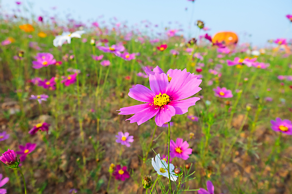 포토 JPG 해외이미지 식물 꽃 분홍색 백그라운드 꽃무늬 밭 자연 사람없음 초록색 컬러풀 뷰티 환경 정원 보라색 봄 벚꽃 흰색 신선 개화 내추럴 해외포토 계절 컬러 무늬 농업 생태계 파일형식 이미지허브