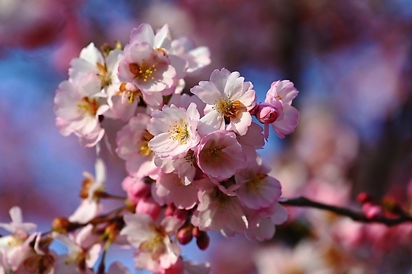 포토 JPG 해외이미지 나무 식물 디자인 계절 공원 꽃잎 꽃 분홍색 백그라운드 꽃무늬 자연 하늘 날씨 건강 미술 동양인 사람없음 야외 장식 빛 컬러풀 태양 뷰티 정원 일본 맑음 봄 낭만 벚꽃 흰색 나뭇가지 신선 개화 체리 4월 묘사 원예 보케 내추럴 해외포토 자연요소 공공시설 아시아 컬러 컨셉 무늬 과일 문화예술 인종 취미 날짜 생태계 파일형식 이미지허브