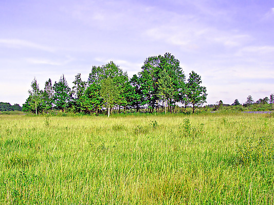 포토 JPG 해외이미지 식물 꽃 유럽 잎 꽃무늬 밭 자연 하늘 건조 사람없음 목재 초록색 파란색 컬러풀 햇빛 갈색 노란색 봄 젖음 흰색 나뭇가지 플랫 습지 숲 허브 아로마 시트 러시아인 수목 평야 수평선 해외포토 서양인 나무 계절 나라 컬러 무늬 농업 재료 태양 생태계 파일형식 이미지허브
