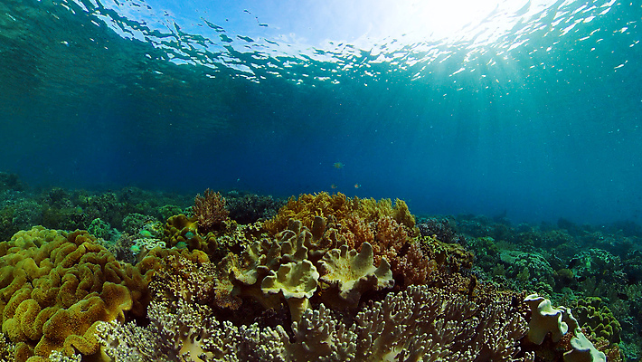 포토 JPG 해외이미지 바다 자연 사람없음 바닷속 수중 산호초 수중사진 해외포토 수중식물 생태계 파일형식 이미지허브