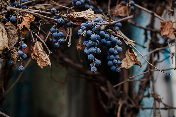 포토 JPG 해외이미지 모양 계절 실루엣 줄기 포도 날씨 따뜻함 그림자 사람없음 울타리 햇빛 태양 우주 와인 블록 골동품 나뭇가지 거친 그룹 볏짚 11월 복고 윤곽 포도밭 부드러움 포도나무 시들음 밀짚 10월 석고 양조장 노화 효과 해외포토 자연요소 나무 식물 컨셉 밭 과일 주류 촬영기법 담장 감각 날짜 짚 과일나무 파일형식 이미지허브
